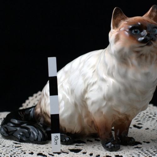 Гималайский кот, Shafford, Япония