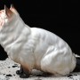 Гималайский кот, Shafford, Япония