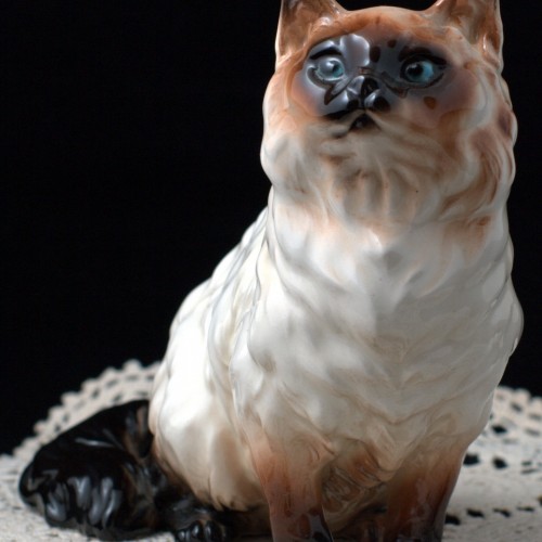 Гималайский кот, Shafford, Япония