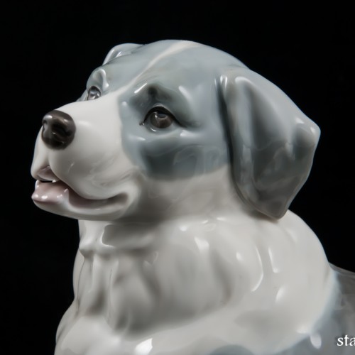 Сенбернар, E. A. Muller, Германия, 1890-1927 гг