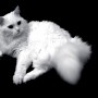 Ангорская белая кошка, Herend, Венгрия