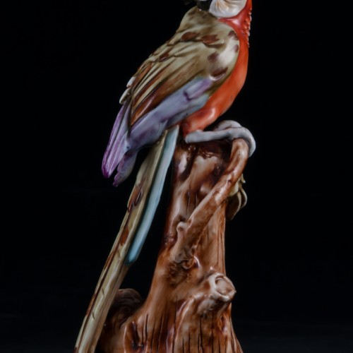 Попугай ара на дереве, Capodimonte, Италия