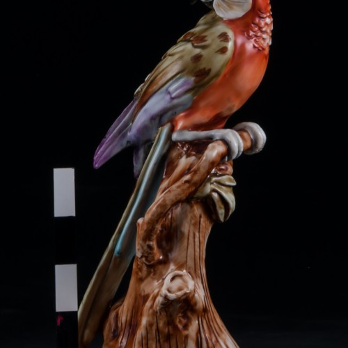 Попугай ара на дереве, Capodimonte, Италия