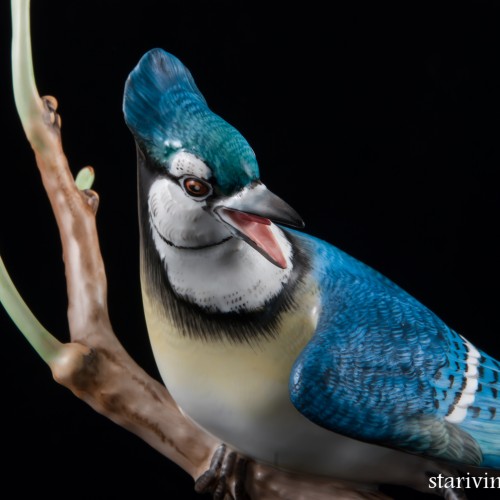 Голубая сойка, Herend, Венгрия