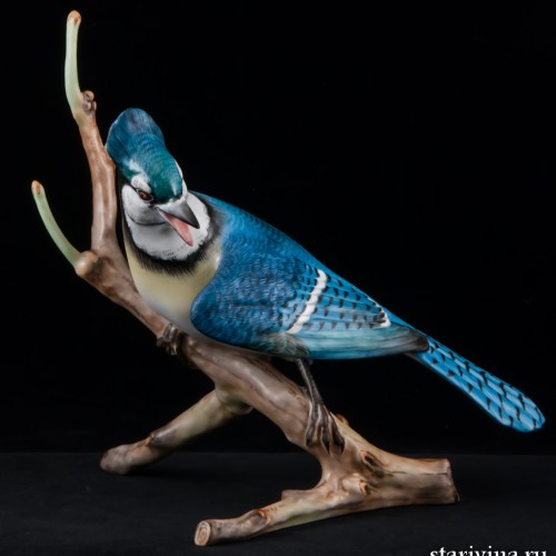 Голубая сойка, Herend, Венгрия