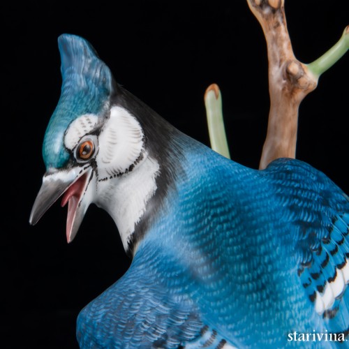 Голубая сойка, Herend, Венгрия