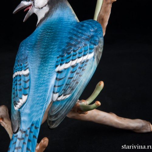 Голубая сойка, Herend, Венгрия