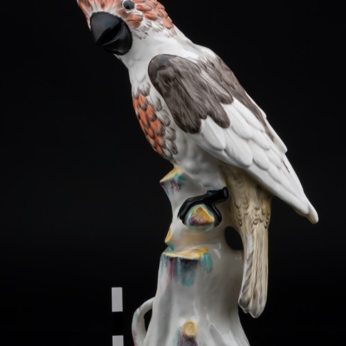 Попугай какаду, Франция, 19 в