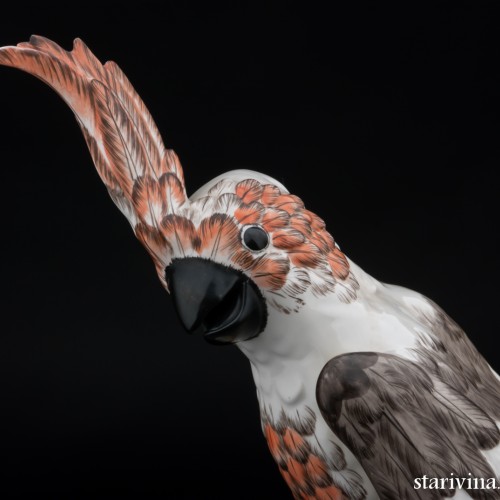 Попугай какаду, Франция, 19 в