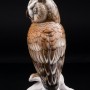 Ушастая сова, Karl Ens, Германия