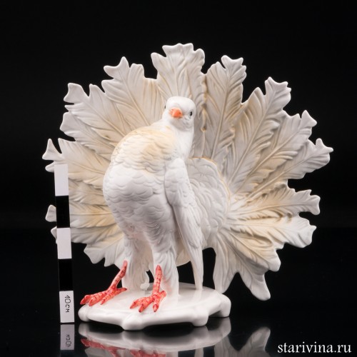 Голубь, Karl Ens, Германия