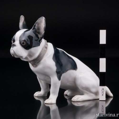 Французский бульдог, Heubach, Германия, нач. 20 в