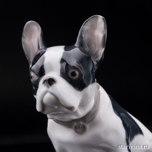 Французский бульдог, Heubach, Германия, нач. 20 в