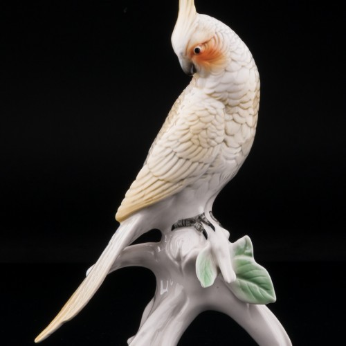 Попугай корелла, Karl Ens, Германия