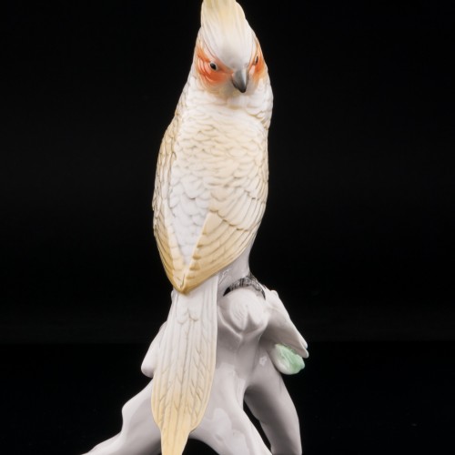 Попугай корелла, Karl Ens, Германия