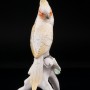 Попугай корелла, Karl Ens, Германия