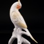Попугай корелла, Karl Ens, Германия
