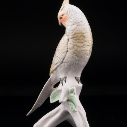 Попугай корелла, Karl Ens, Германия