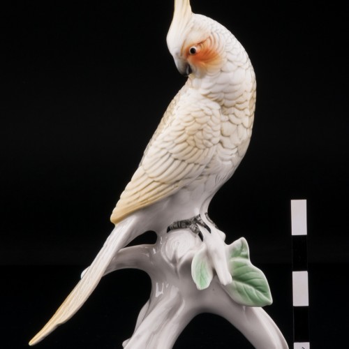 Попугай корелла, Karl Ens, Германия