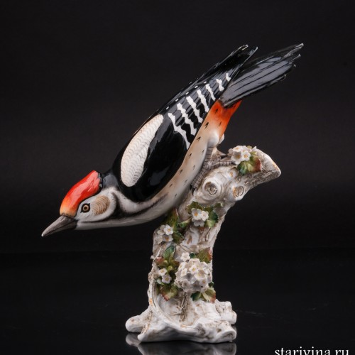 Пестрый дятел, Sitzendorf, Германия, 1887-1900 гг