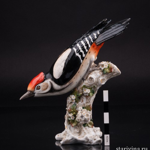 Пестрый дятел, Sitzendorf, Германия, 1887-1900 гг