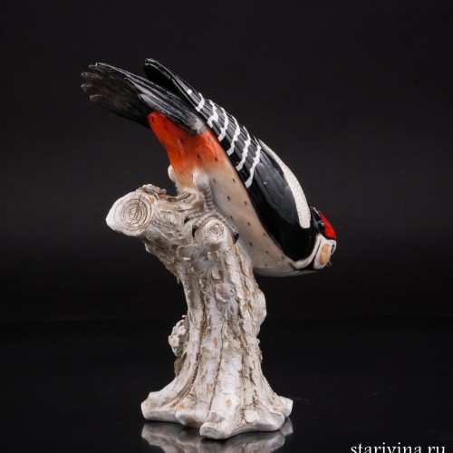 Пестрый дятел, Sitzendorf, Германия, 1887-1900 гг