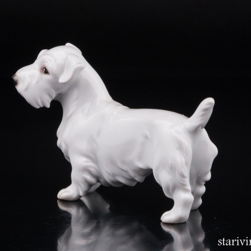 Силихем терьер, Augarten, Австрия