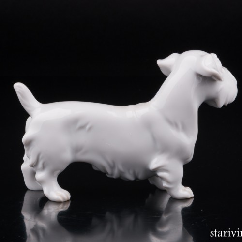 Силихем терьер, Augarten, Австрия