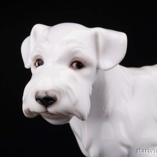 Силихем терьер, Augarten, Австрия