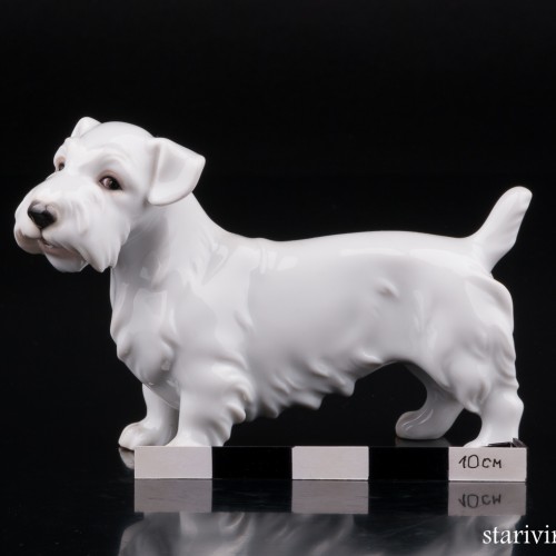 Силихем терьер, Augarten, Австрия