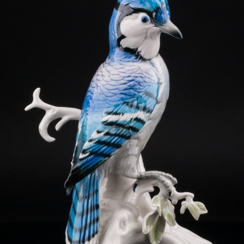 Голубая сойка, Karl Ens, Германия