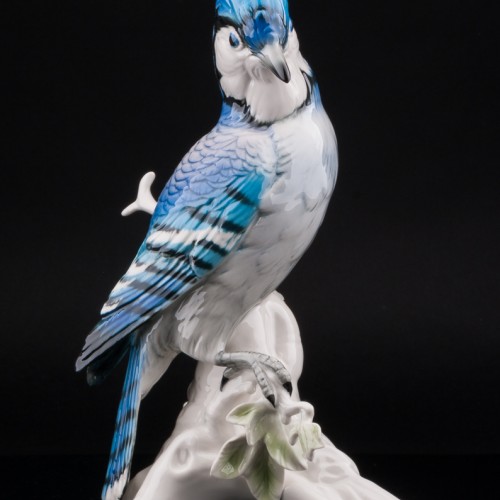 Голубая сойка, Karl Ens, Германия