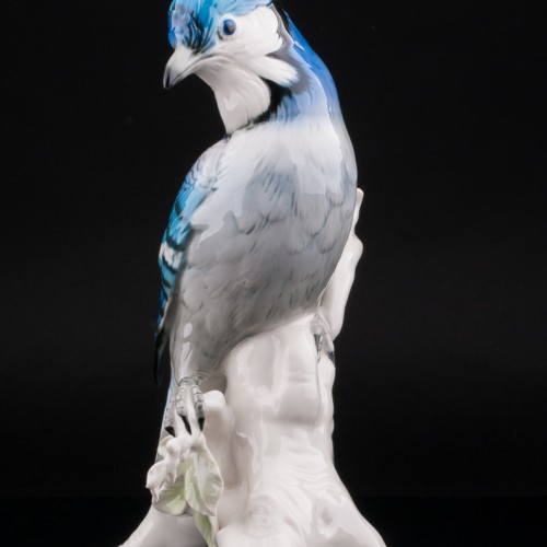 Голубая сойка, Karl Ens, Германия