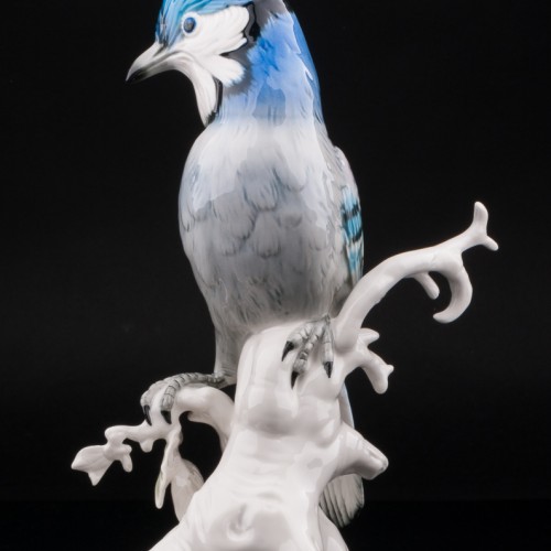 Голубая сойка, Karl Ens, Германия