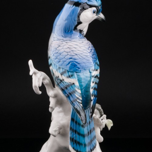 Голубая сойка, Karl Ens, Германия