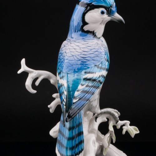 Голубая сойка, Karl Ens, Германия