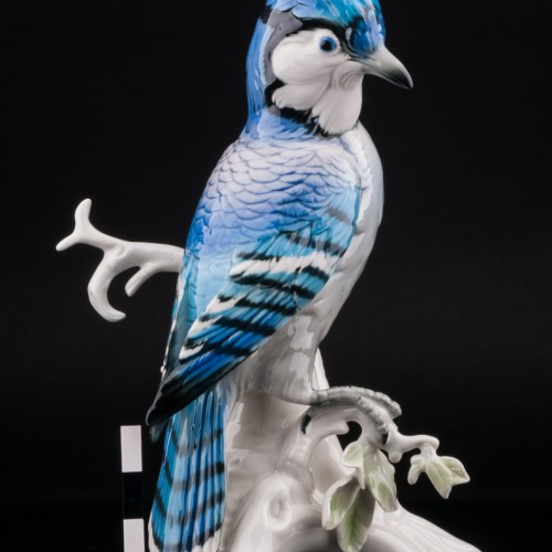 Голубая сойка, Karl Ens, Германия