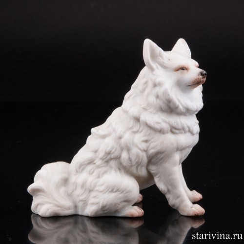 Белый шпиц, Германия, кон. 19 в