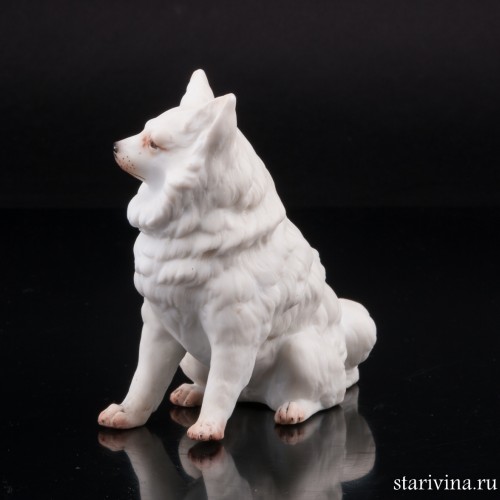 Белый шпиц, Германия, кон. 19 в