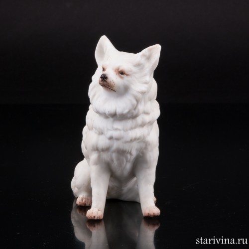 Белый шпиц, Германия, кон. 19 в