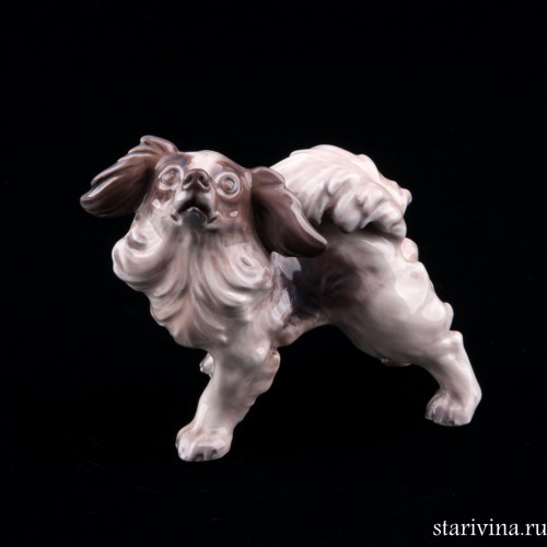 Папильон, Dahl Jensen, Дания