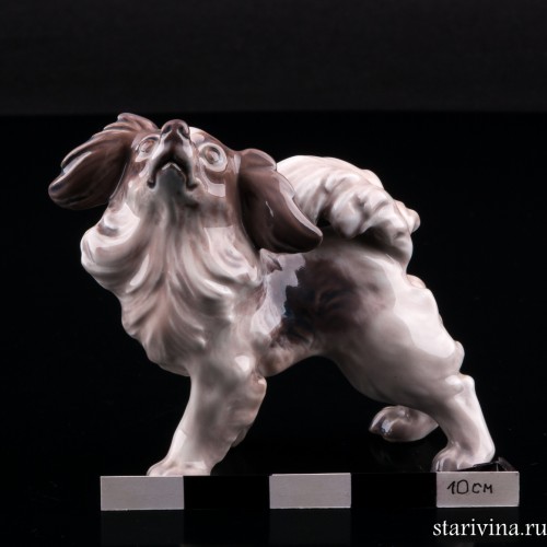 Папильон, Dahl Jensen, Дания