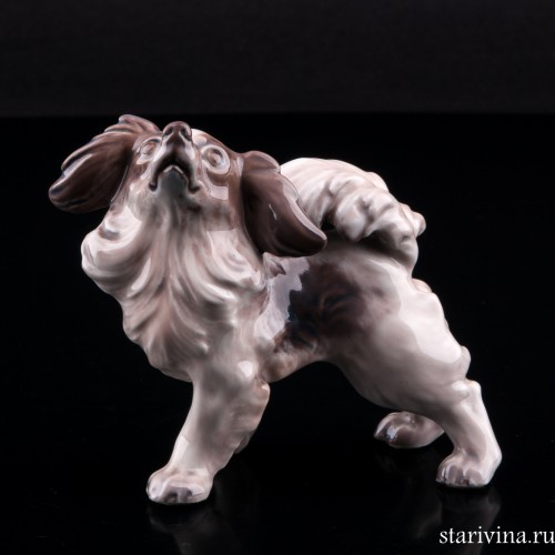 Папильон, Dahl Jensen, Дания