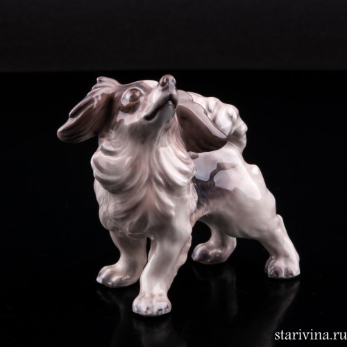 Папильон, Dahl Jensen, Дания