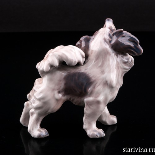 Папильон, Dahl Jensen, Дания