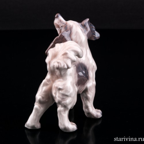 Папильон, Dahl Jensen, Дания