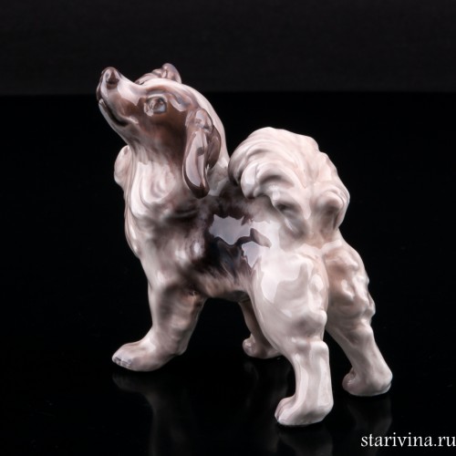 Папильон, Dahl Jensen, Дания