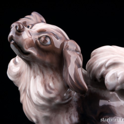 Папильон, Dahl Jensen, Дания