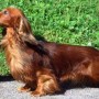 Статуэтка собаки из фарфора Длинношерстная такса, Goebel, Германия, до 1990 г.