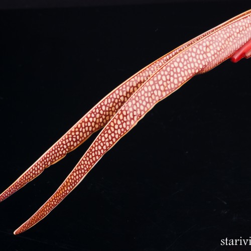 Золотой фазан, Hutschenreuther, Германия, 1970 гг